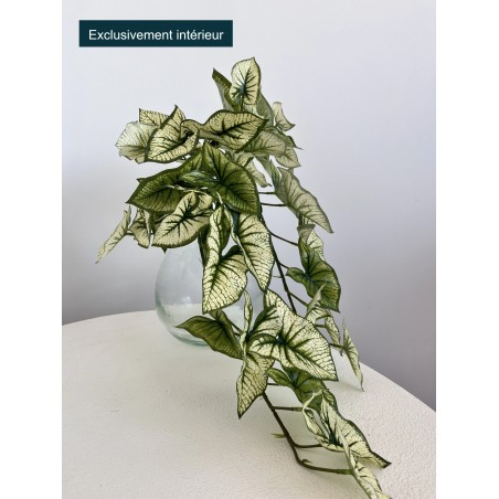 Syngonium