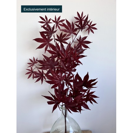 Aralia