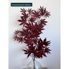 Aralia