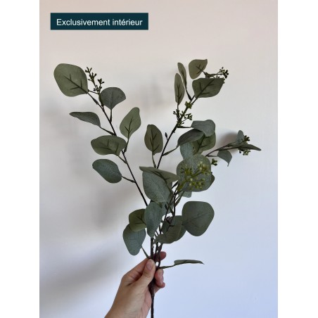 Eucalyptus tige