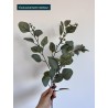 Eucalyptus tige