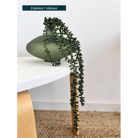 Crassula artificiel