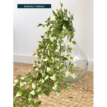 tradescantia