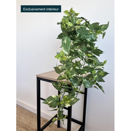 Pothos chute