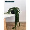 lycopodium artificiel
