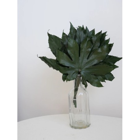 aralia stabilise installé dans un salon avec décoration naturelle