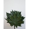 aralia stabilisé feuillage