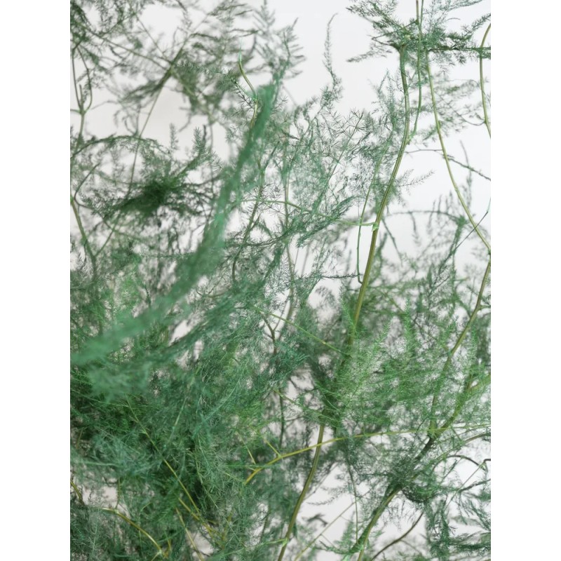 Zoom asparagus stabilisé vert