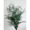 Asparagus stabilisé pour intérieur