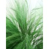 Barba stabilisé verte détails