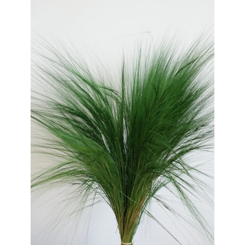 Barba stabilisé verte