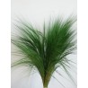 Barba stabilisé verte
