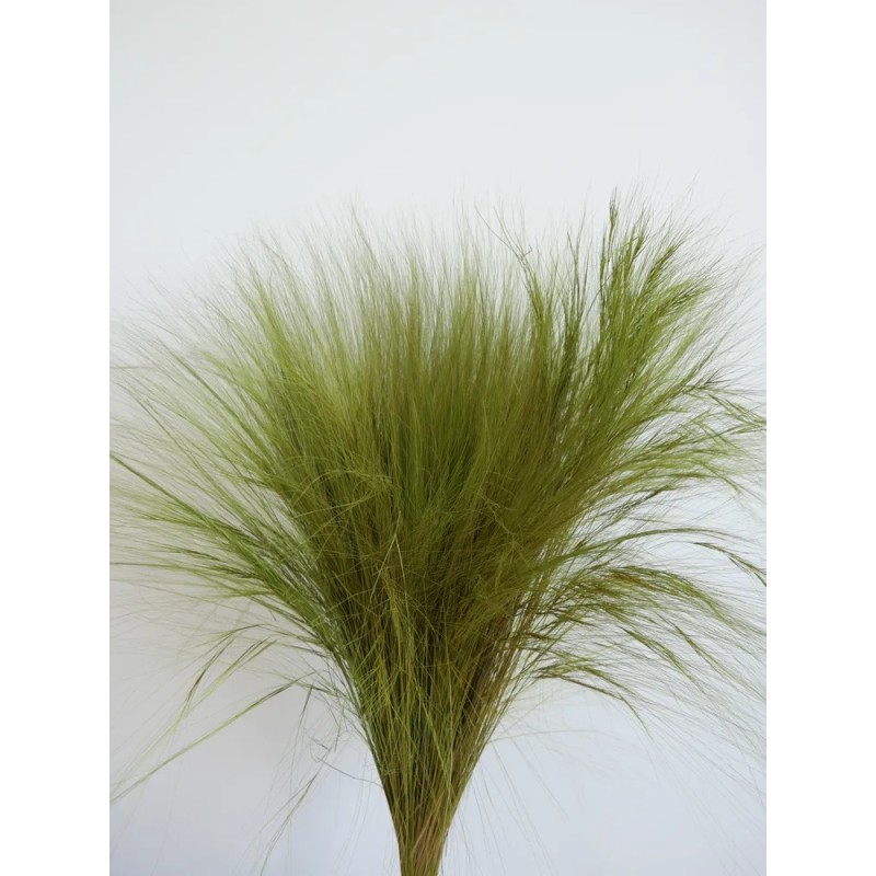 Barba stabilisé naturelle