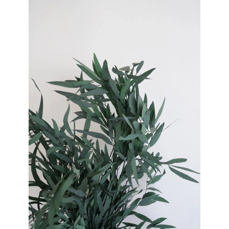 Eucalyptus nicoly vert stabilisé détails
