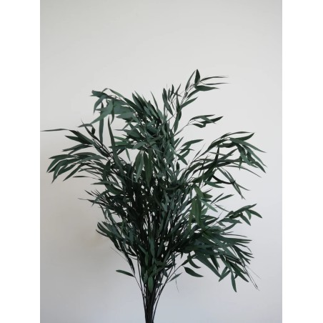 Eucalyptus nicoly vert stabilisé