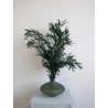Eucalyptus nicoly vert stabilisé décoration intérieure