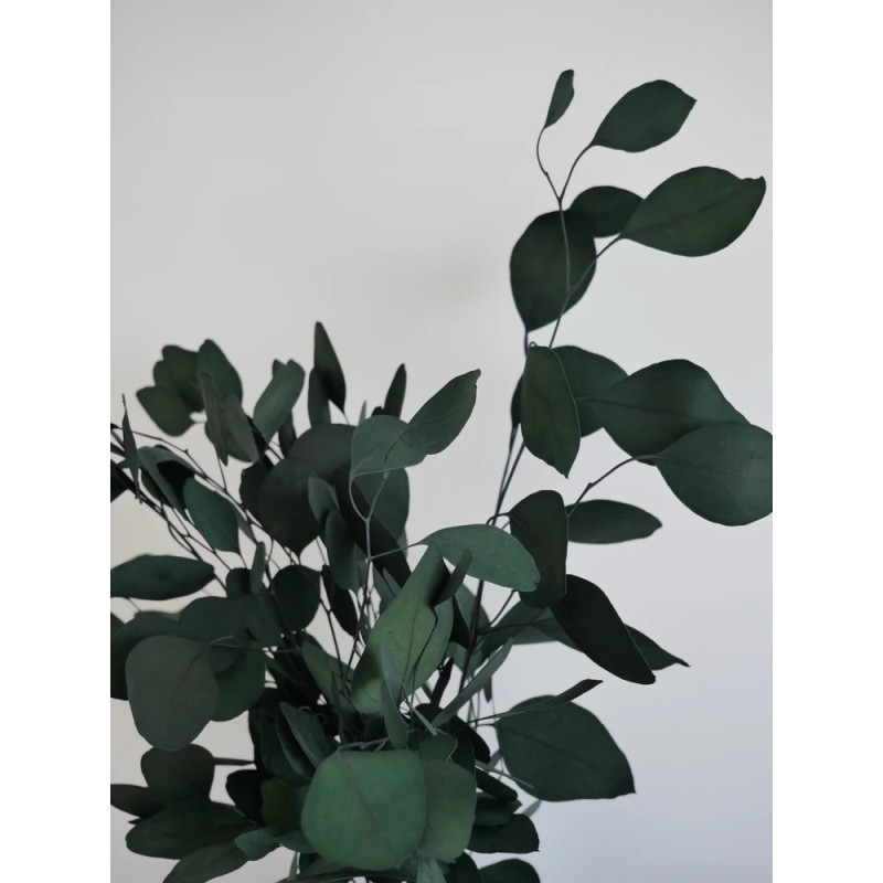 Eucalyptus populus vert stabilisé détails