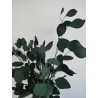 Eucalyptus populus vert stabilisé détails