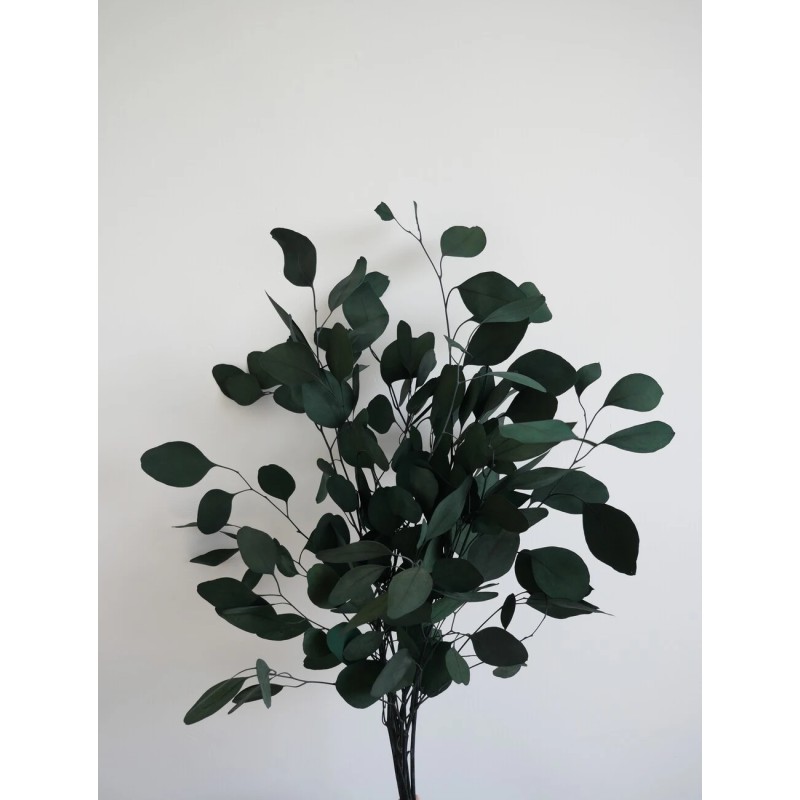 Eucalyptus populus vert stabilisé