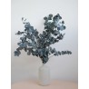 Eucalyptus cinerea vert stabilisé décoration intérieure
