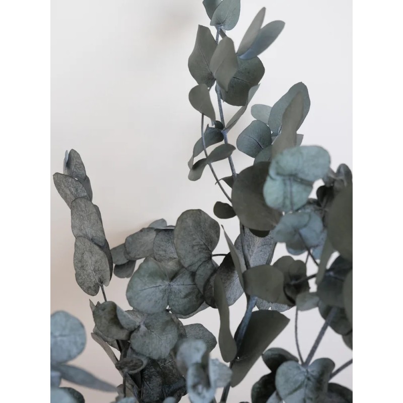 Eucalyptus cinerea vert stabilisé détails