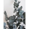 Eucalyptus cinerea vert stabilisé détails