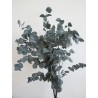 Eucalyptus cinerea vert stabilisé