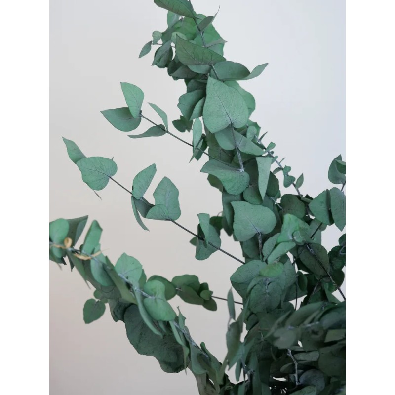 Eucalyptus stuartiana stabilisé détails