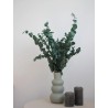 Eucalyptus stuartiana stabilisé décoration intérieure