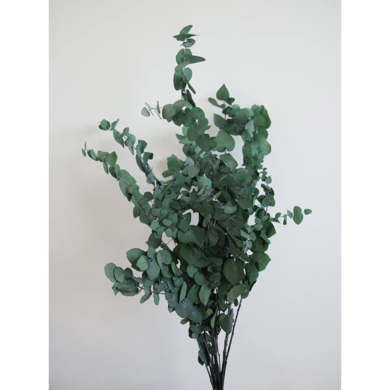 Eucalyptus stuartiana stabilisé