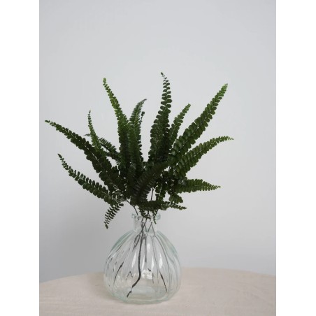 Fougère felci fern stabilisée feuillage