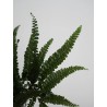 Fougère felci fern stabilisée détails