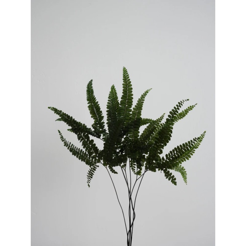 Fougère felci fern stabilisée
