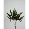 Fougère felci fern stabilisée