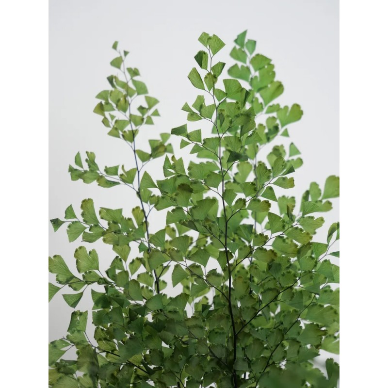 Fougère lutti vert stabilisée détails
