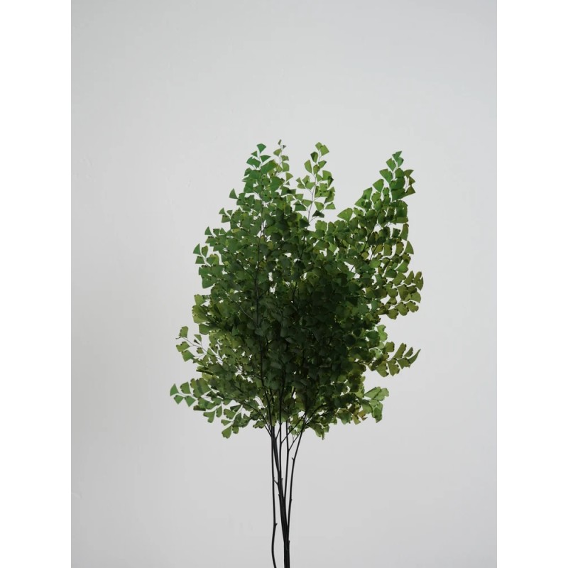 Fougère lutti vert stabilisée