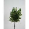 Fougère lutti vert stabilisée