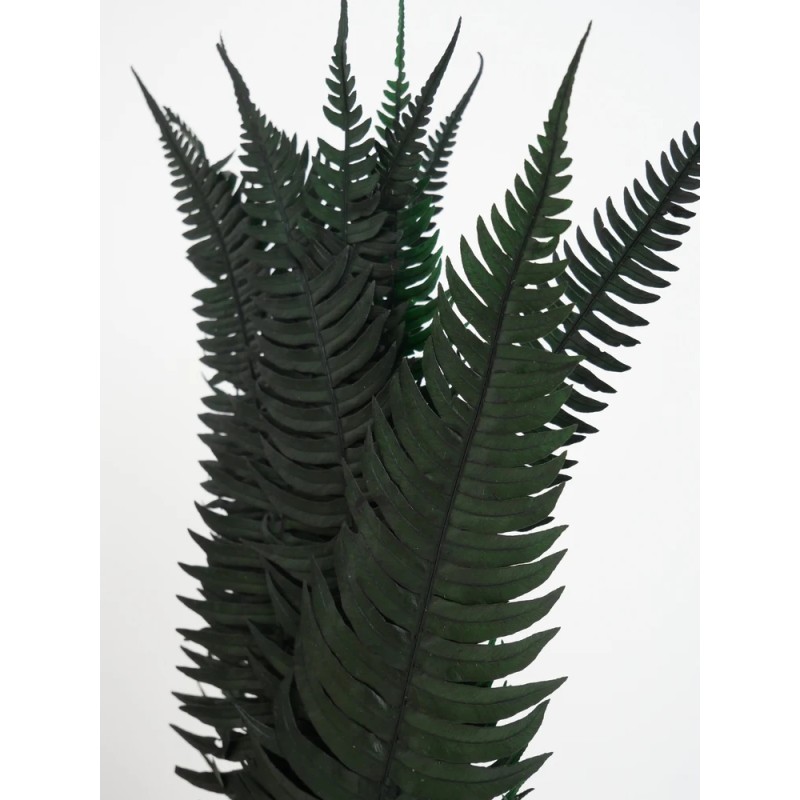 Fougère rock fern stabilisée détails