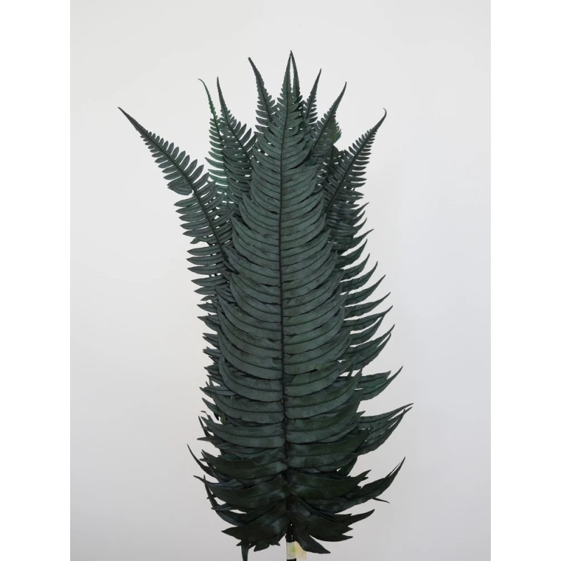 Fougère rock fern stabilisée