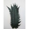 Fougère rock fern stabilisée
