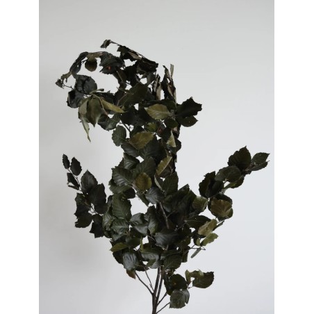 Hêtre vert stabilisé