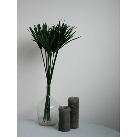 Papyrus vert stabilisé décoration intérieure