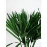 Papyrus vert stabilisé détails