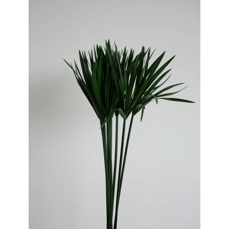 Papyrus vert stabilisé