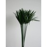 Papyrus vert stabilisé