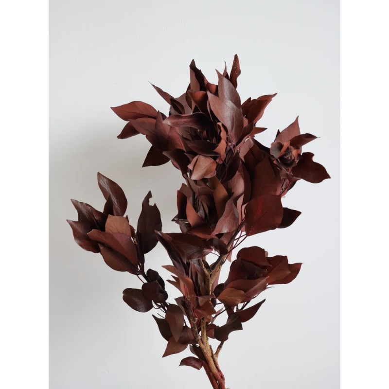 Lierre rouge stabilisé