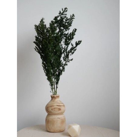 Ming fern stabilisé décoration intérieure