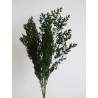 Ming fern stabilisé