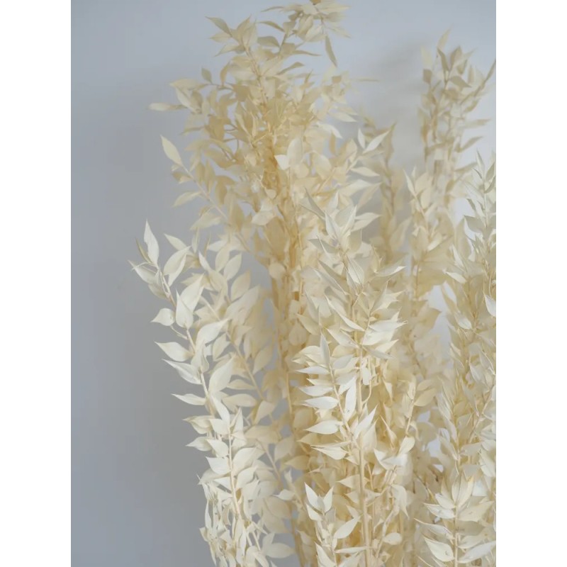 Ruscus blanc stabilisé détails
