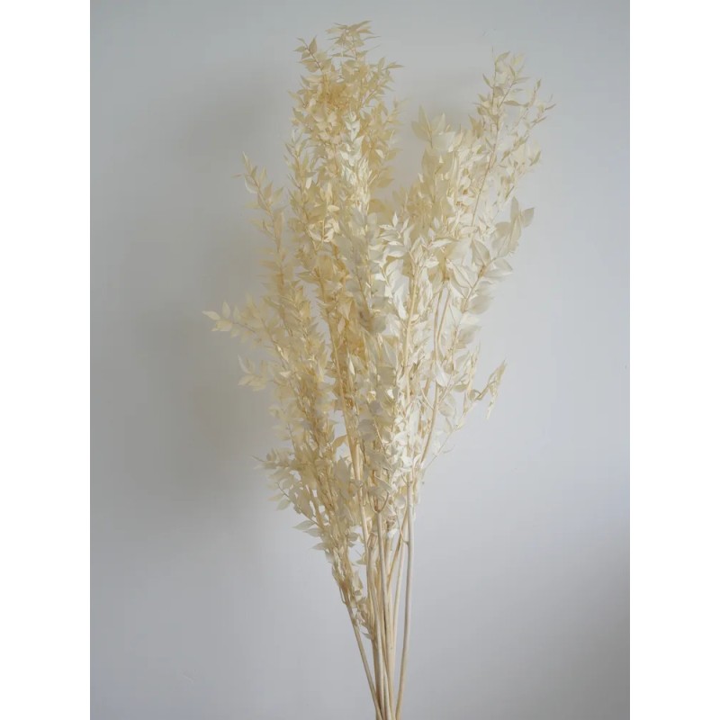 Ruscus blanc stabilisé